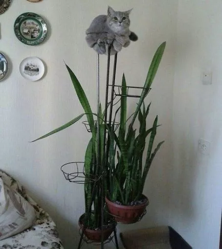 57 Photos of Cats in Places They Shouldn't be: Cute Cat Moments!