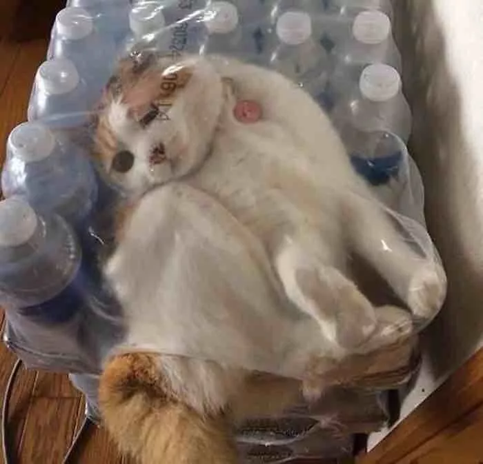 57 Photos of Cats in Places They Shouldn't be: Cute Cat Moments!