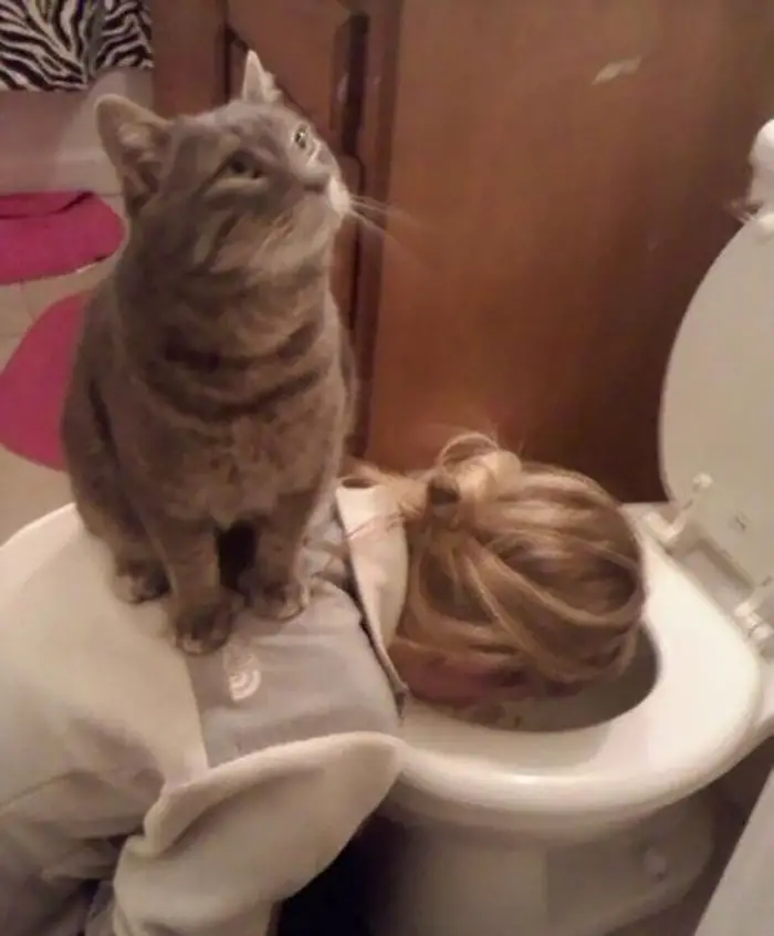 57 Photos of Cats in Places They Shouldn't be: Cute Cat Moments!