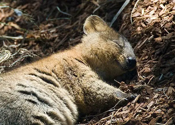 44 Quokka Selfies: Happiest Australian Animal that Smiles to take a Selfie with You