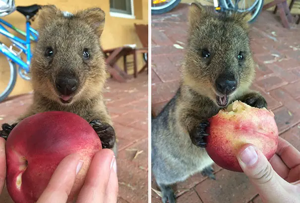 44 Quokka Selfies: Happiest Australian Animal that Smiles to take a Selfie with You