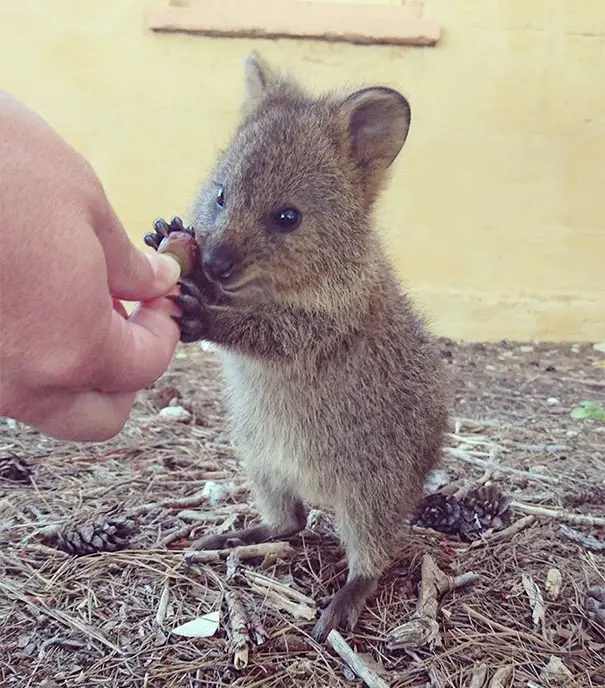 44 Quokka Selfies: Happiest Australian Animal that Smiles to take a Selfie with You