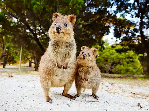 44 Quokka Selfies: Happiest Australian Animal that Smiles to take a Selfie with You