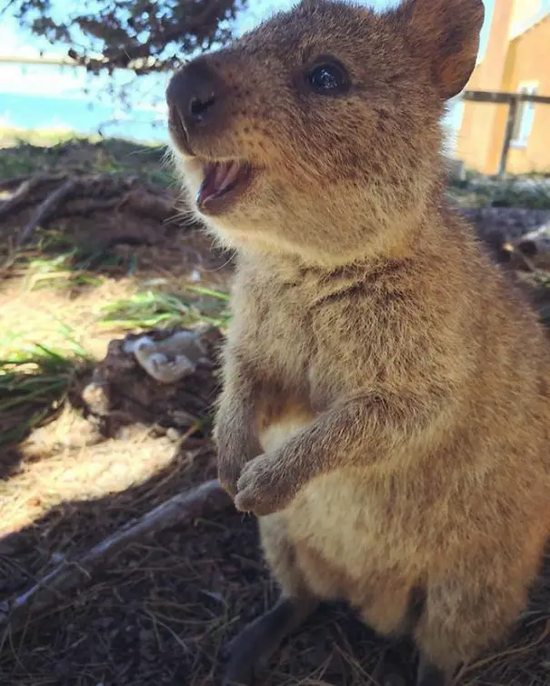 44 Quokka Selfies: Happiest Australian Animal that Smiles to take a Selfie with You