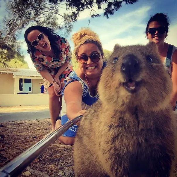 44 Quokka Selfies: Happiest Australian Animal that Smiles to take a Selfie with You