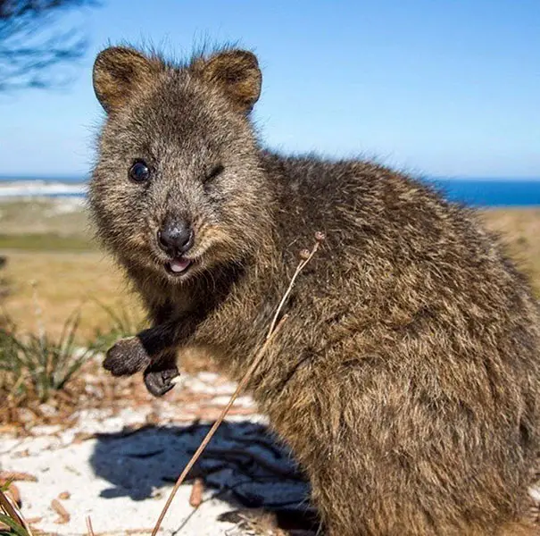 44 Quokka Selfies: Happiest Australian Animal that Smiles to take a Selfie with You