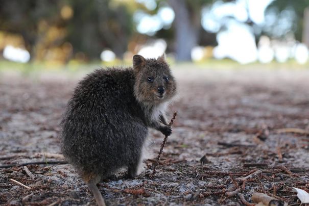 44 Quokka Selfies: Happiest Australian Animal that Smiles to take a Selfie with You