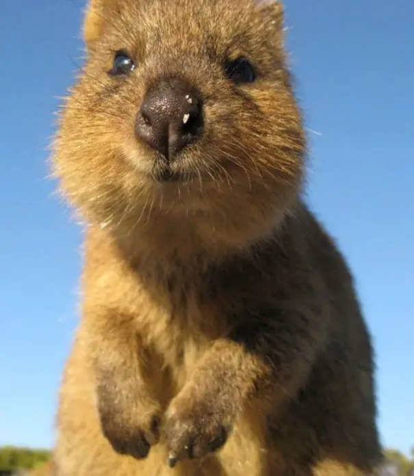 44 Quokka Selfies: Happiest Australian Animal that Smiles to take a Selfie with You