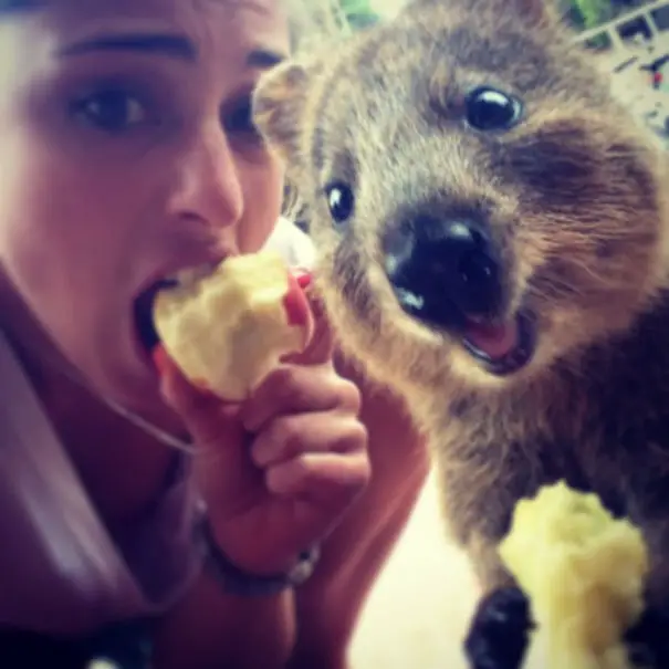 44 Quokka Selfies: Happiest Australian Animal that Smiles to take a Selfie with You