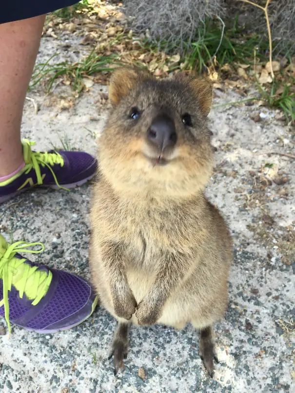 44 Quokka Selfies: Happiest Australian Animal that Smiles to take a Selfie with You