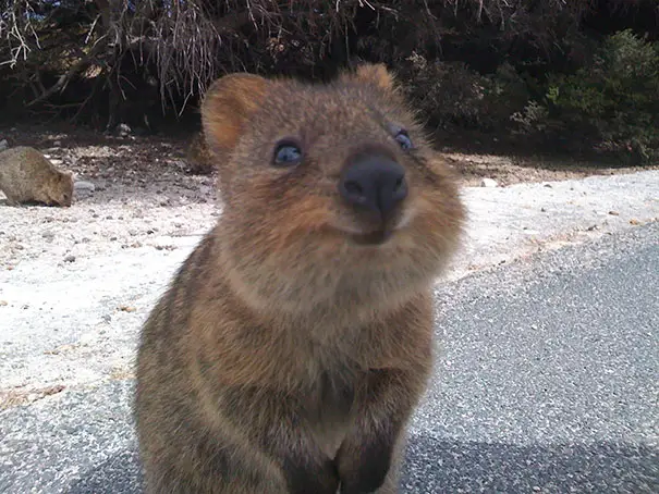 44 Quokka Selfies: Happiest Australian Animal that Smiles to take a Selfie with You