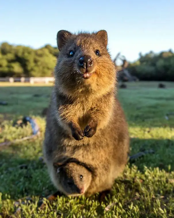 44 Quokka Selfies: Happiest Australian Animal that Smiles to take a Selfie with You