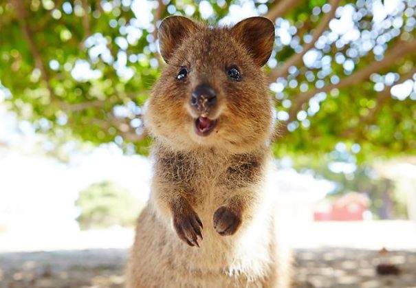 44 Quokka Selfies: Happiest Australian Animal that Smiles to take a Selfie with You