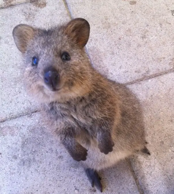 44 Quokka Selfies: Happiest Australian Animal that Smiles to take a Selfie with You