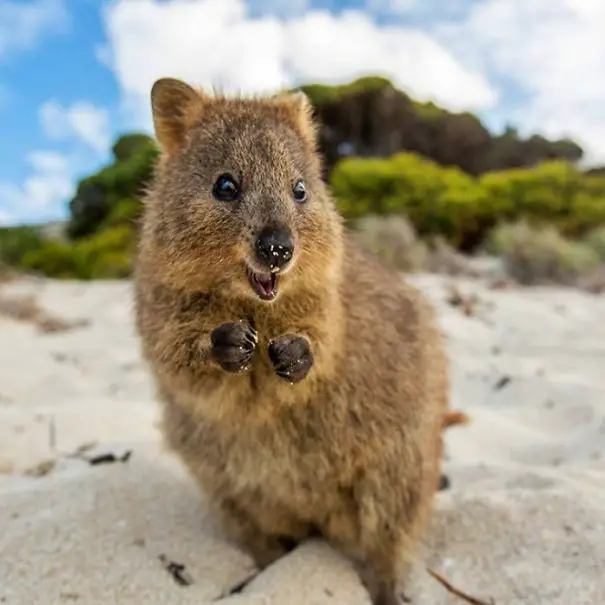 44 Quokka Selfies: Happiest Australian Animal that Smiles to take a Selfie with You