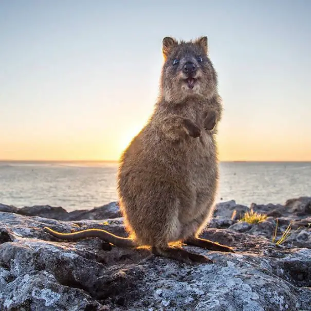 44 Quokka Selfies: Happiest Australian Animal that Smiles to take a Selfie with You