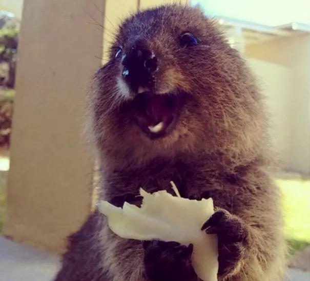 44 Quokka Selfies: Happiest Australian Animal that Smiles to take a Selfie with You