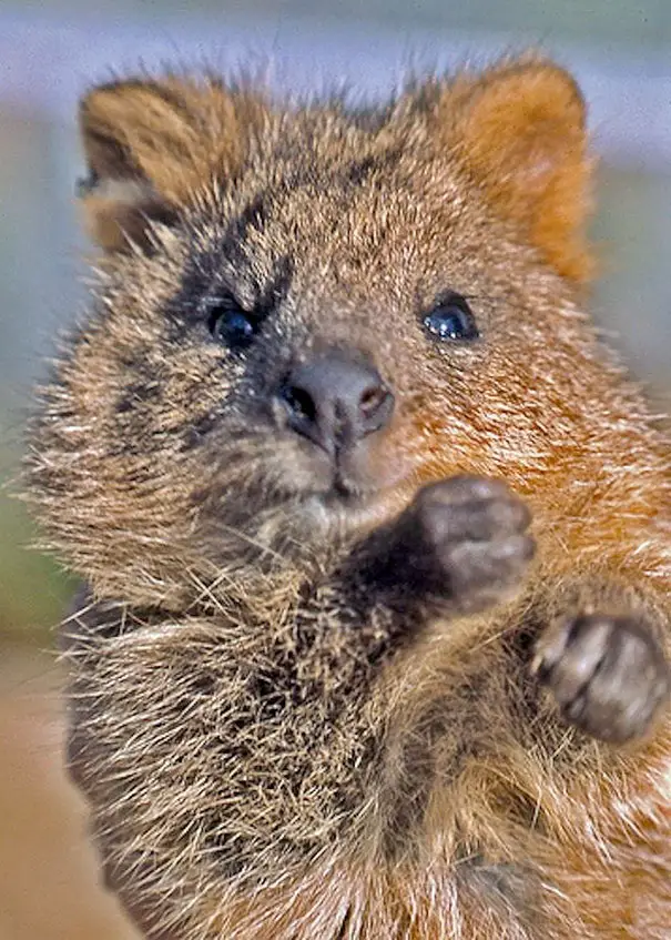 44 Quokka Selfies: Happiest Australian Animal that Smiles to take a Selfie with You