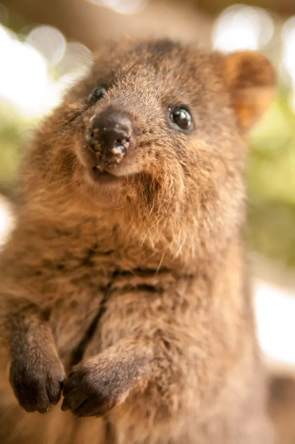 44 Quokka Selfies: Happiest Australian Animal that Smiles to take a Selfie with You