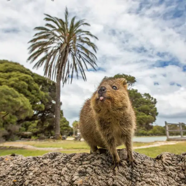 44 Quokka Selfies: Happiest Australian Animal that Smiles to take a Selfie with You