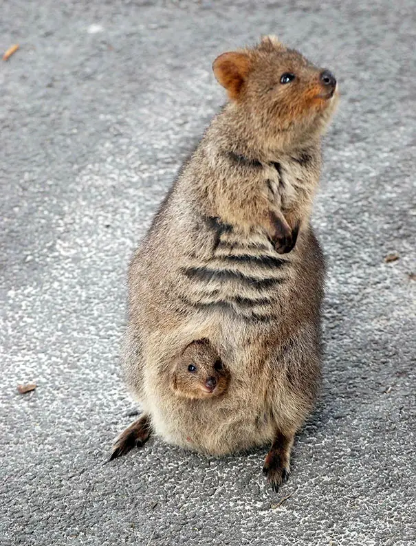 44 Quokka Selfies: Happiest Australian Animal that Smiles to take a Selfie with You