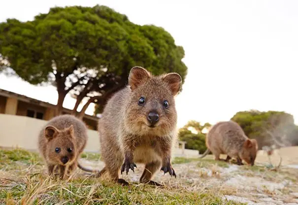 44 Quokka Selfies: Happiest Australian Animal that Smiles to take a Selfie with You