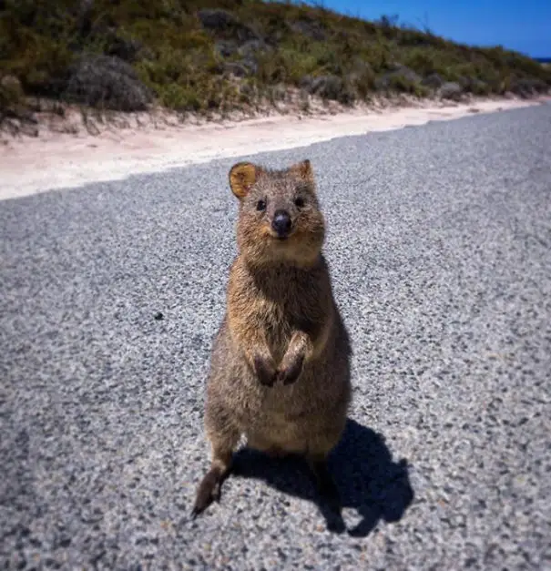 44 Quokka Selfies: Happiest Australian Animal that Smiles to take a Selfie with You