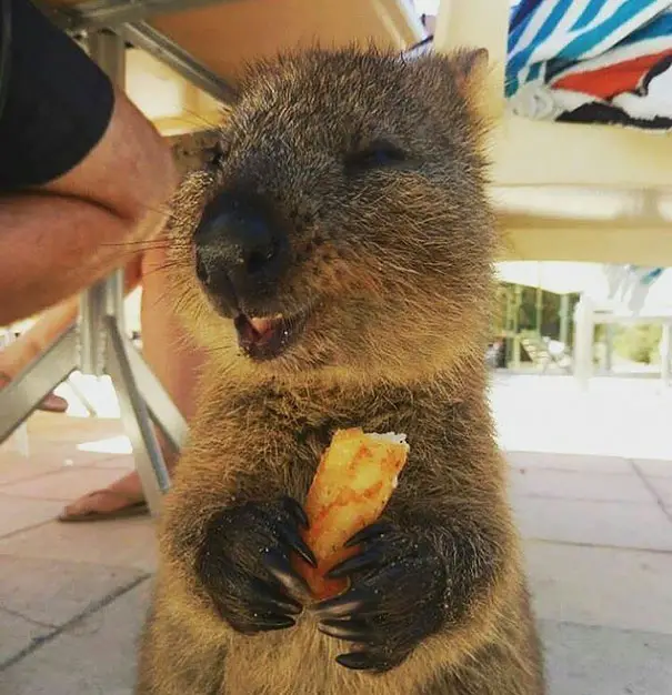 44 Quokka Selfies: Happiest Australian Animal that Smiles to take a Selfie with You