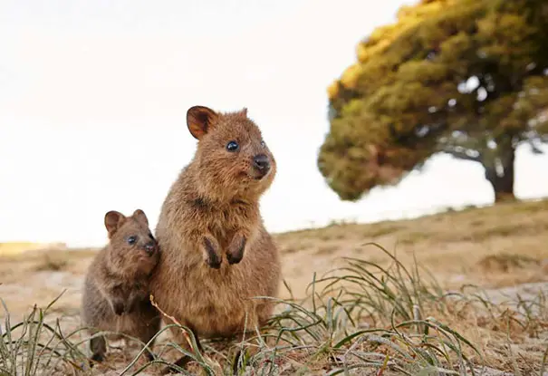 44 Quokka Selfies: Happiest Australian Animal that Smiles to take a Selfie with You