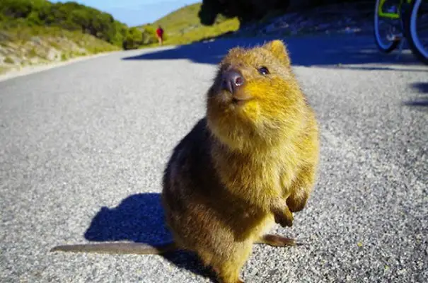 44 Quokka Selfies: Happiest Australian Animal that Smiles to take a Selfie with You