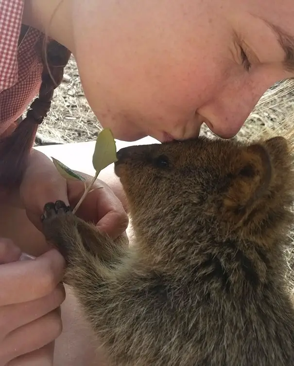 44 Quokka Selfies: Happiest Australian Animal that Smiles to take a Selfie with You