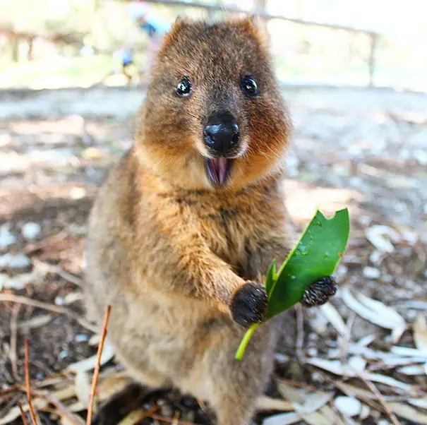 44 Quokka Selfies: Happiest Australian Animal that Smiles to take a Selfie with You