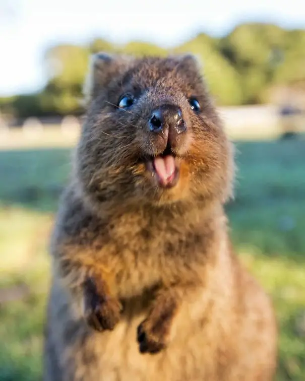 44 Quokka Selfies: Happiest Australian Animal that Smiles to take a Selfie with You