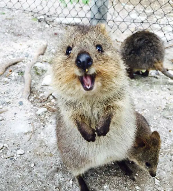 44 Quokka Selfies: Happiest Australian Animal that Smiles to take a Selfie with You