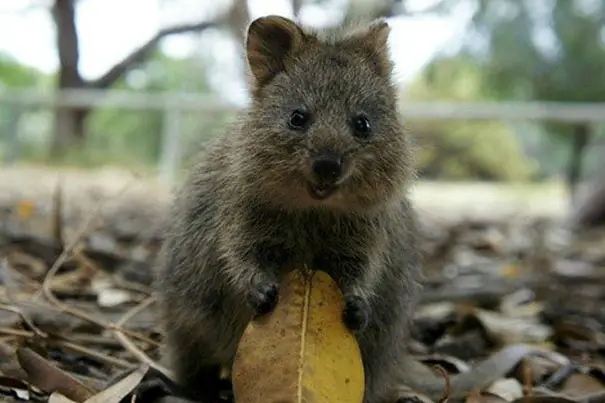 44 Quokka Selfies: Happiest Australian Animal that Smiles to take a Selfie with You