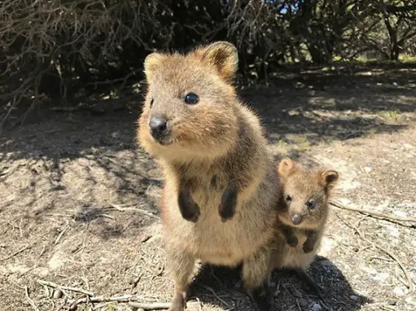 44 Quokka Selfies: Happiest Australian Animal that Smiles to take a Selfie with You