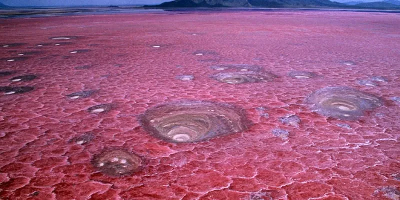 This photo collection features some of the most incredible scientific real-life images we could discover. That some are strange, some are frightening, and some will completely blow your mind, but all of these amazing nature photos are real.