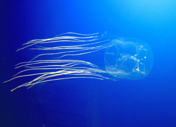A box jellyfish. 