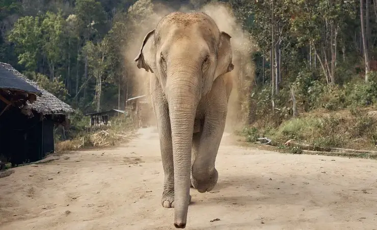 Elephant Killed a Woman, then Attended Her Funeral and Smashed Her Corpse