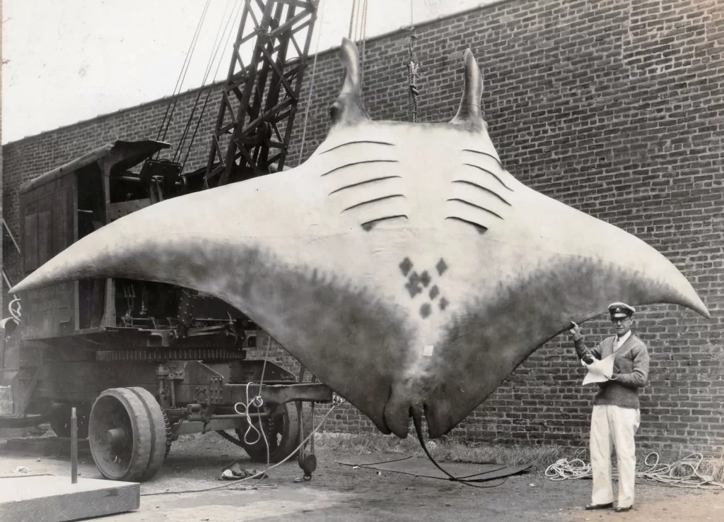 Giant Oceanic Manta Rays can Reach a Wingspan of 30 feet and Weigh More than 6,000 pounds