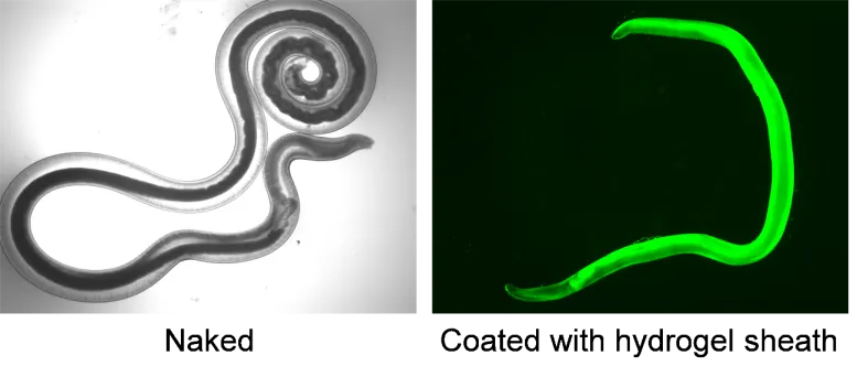 Scientists have Developed Worms Capable of Killing Cancer Cells