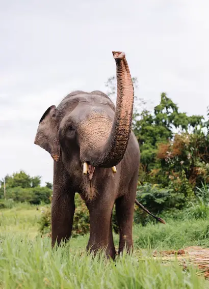 Shocking story: An elephant killed a woman, attended her funeral, and smashed her corpse. Read about this bizarre incident and its aftermath. #elephantattack #funeral #animalbehavior #weirdnews