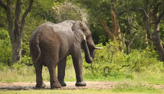 Shocking story: An elephant killed a woman, attended her funeral, and smashed her corpse. Read about this bizarre incident and its aftermath. #elephantattack #funeral #animalbehavior #weirdnews