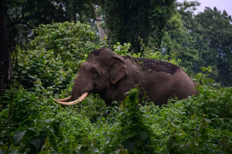 Shocking story: An elephant killed a woman, attended her funeral, and smashed her corpse. Read about this bizarre incident and its aftermath. #elephantattack #funeral #animalbehavior #weirdnews