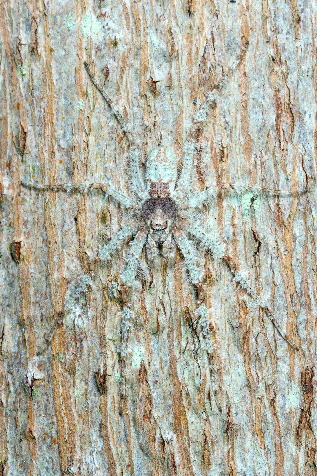 Discover 23 of Australia's Scariest and Weirdest Animals. From the Giant Huntsman Spiders to the Elusive Saltwater Crocodiles, Explore the Beauty and Danger of Australia's Wildlife. Don't Miss Out! #ScaryAnimals #WeirdAnimals #AnimalFacts #AustralianAnimals