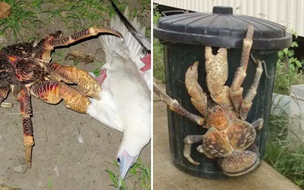 Coconut-Spiders-10-Strange-but-True-Facts-about-Coconut-Crabs