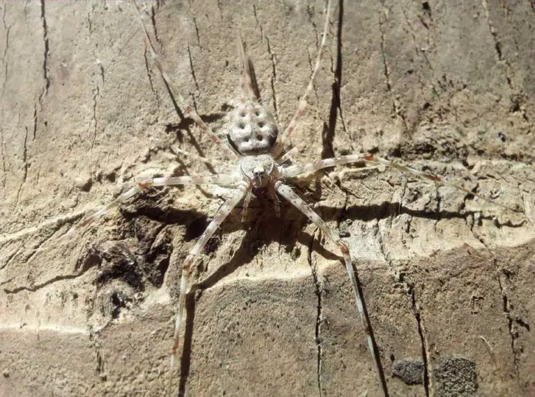 Coconut Spiders: 10 Strange but True Facts about Spiders Coconut Spiders: 10 Strange but True Facts about Spiders
