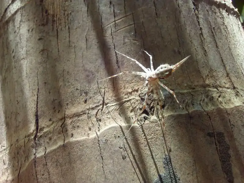 Coconut Spiders: 10 Strange but True Facts about Spiders