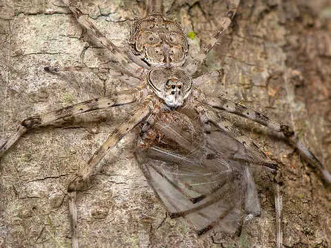 Coconut Spiders: 10 Strange but True Facts about Spiders