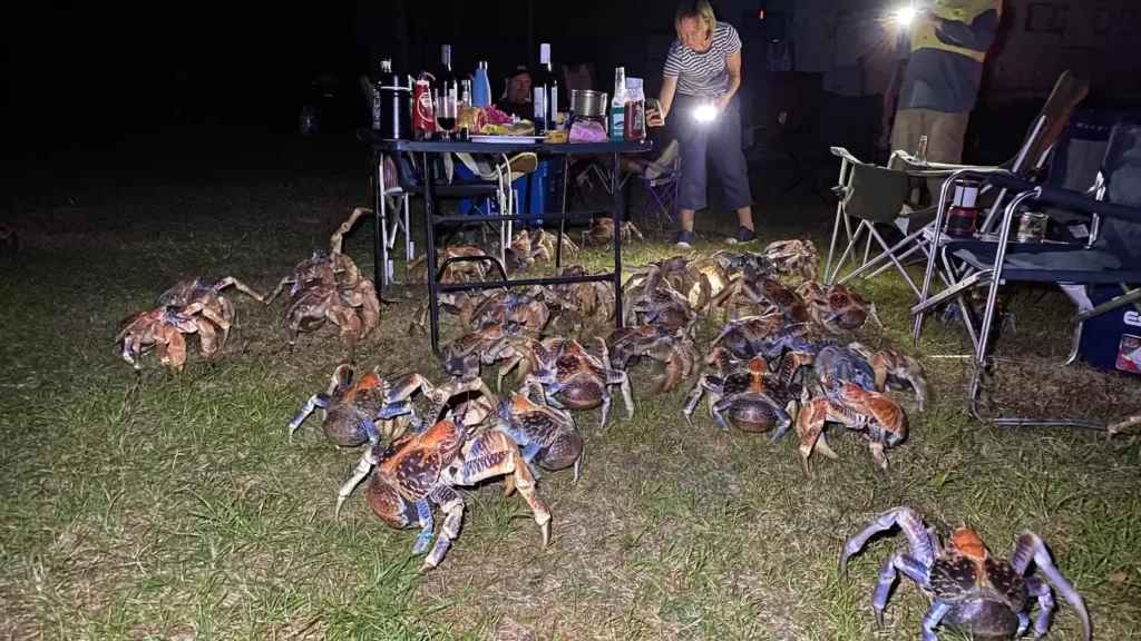 Hey there, nature lovers! Prepare to enter the captivating world of coconut crabs, nature's giant clawed marvels. Consider a creature with massive claws and the tenacity of a seasoned mountaineer when it comes to climbing trees.